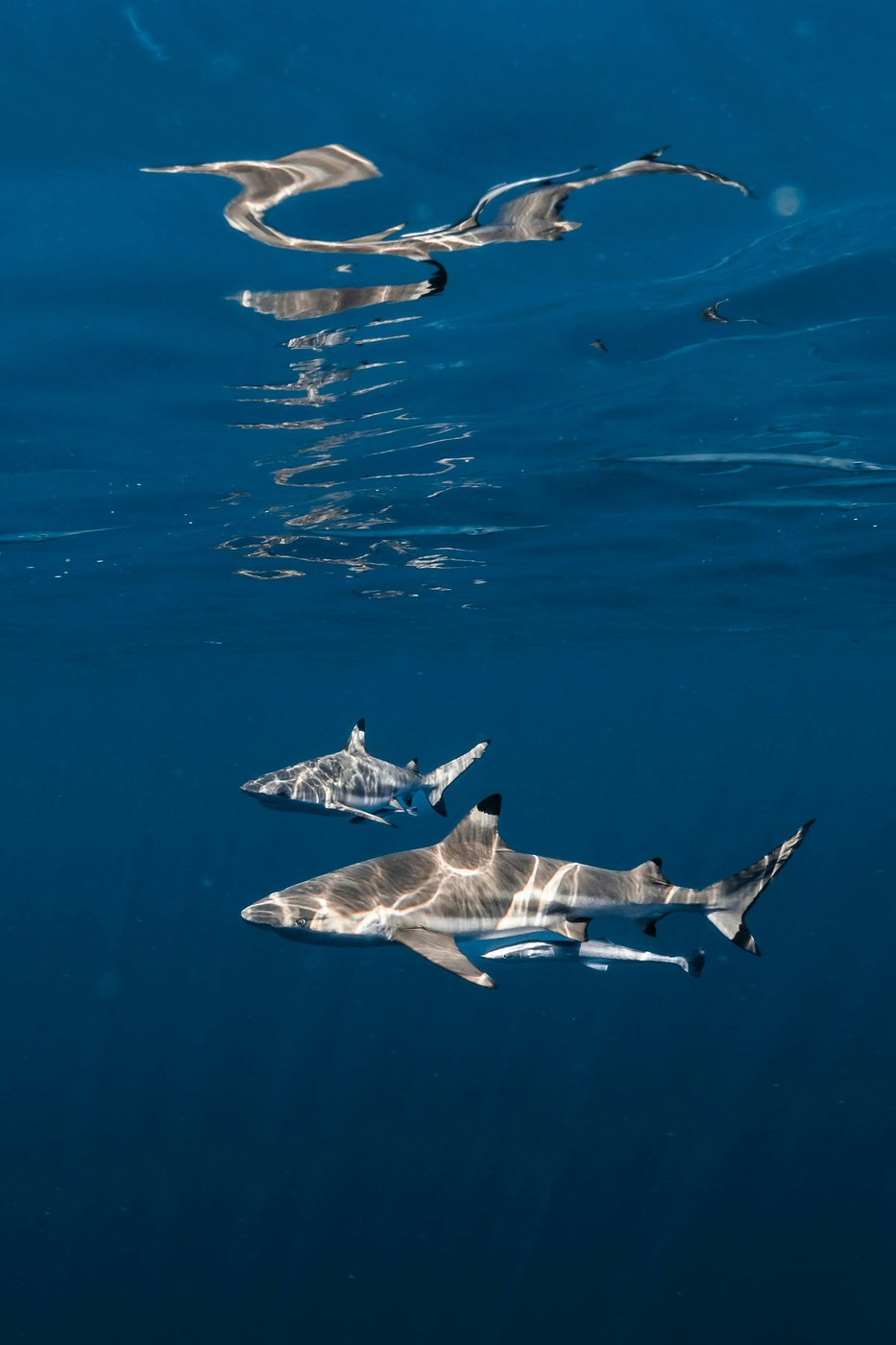 Reef sharks near the surface, Red Sea