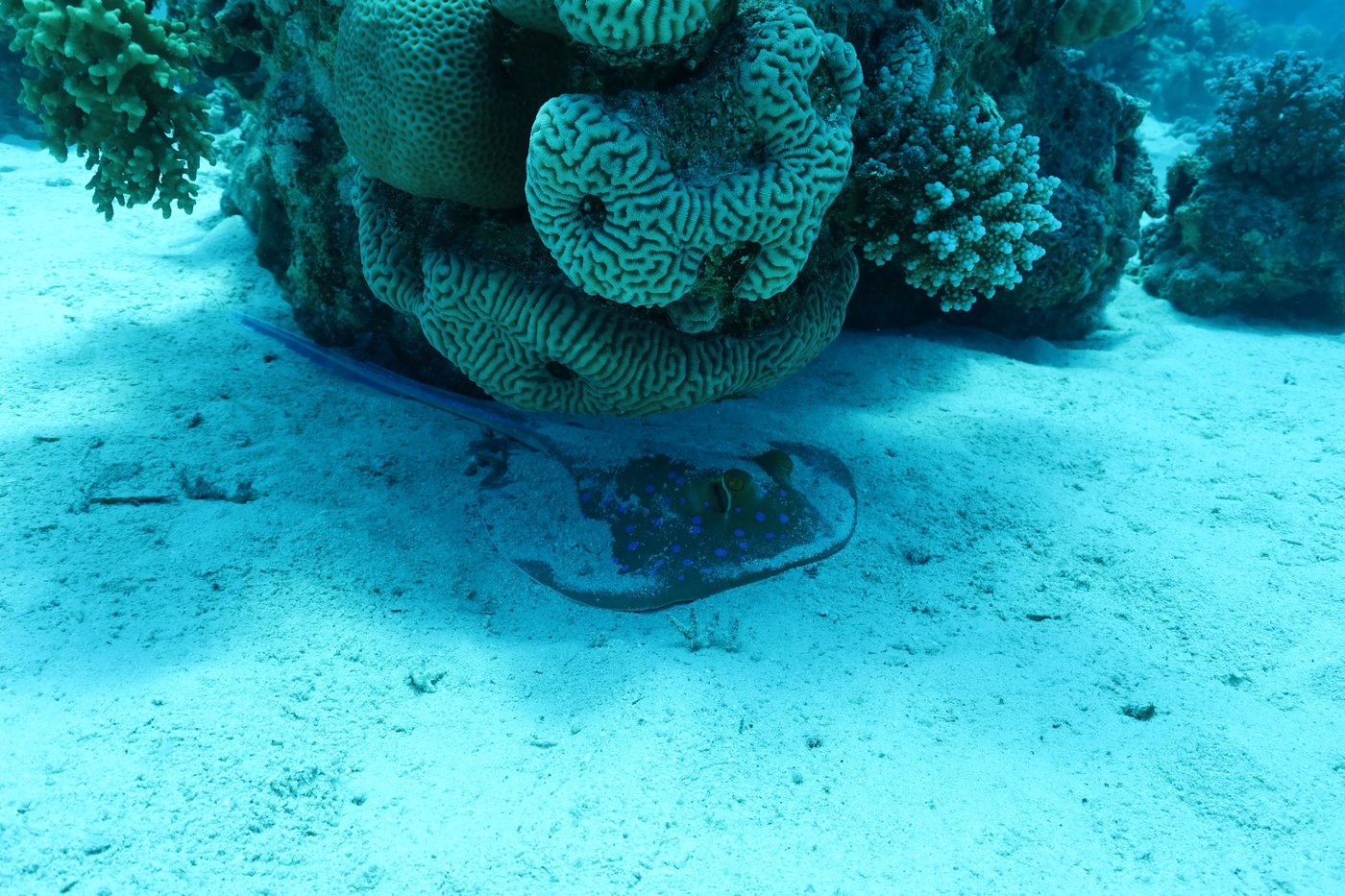 Coral on a Red Sea reef