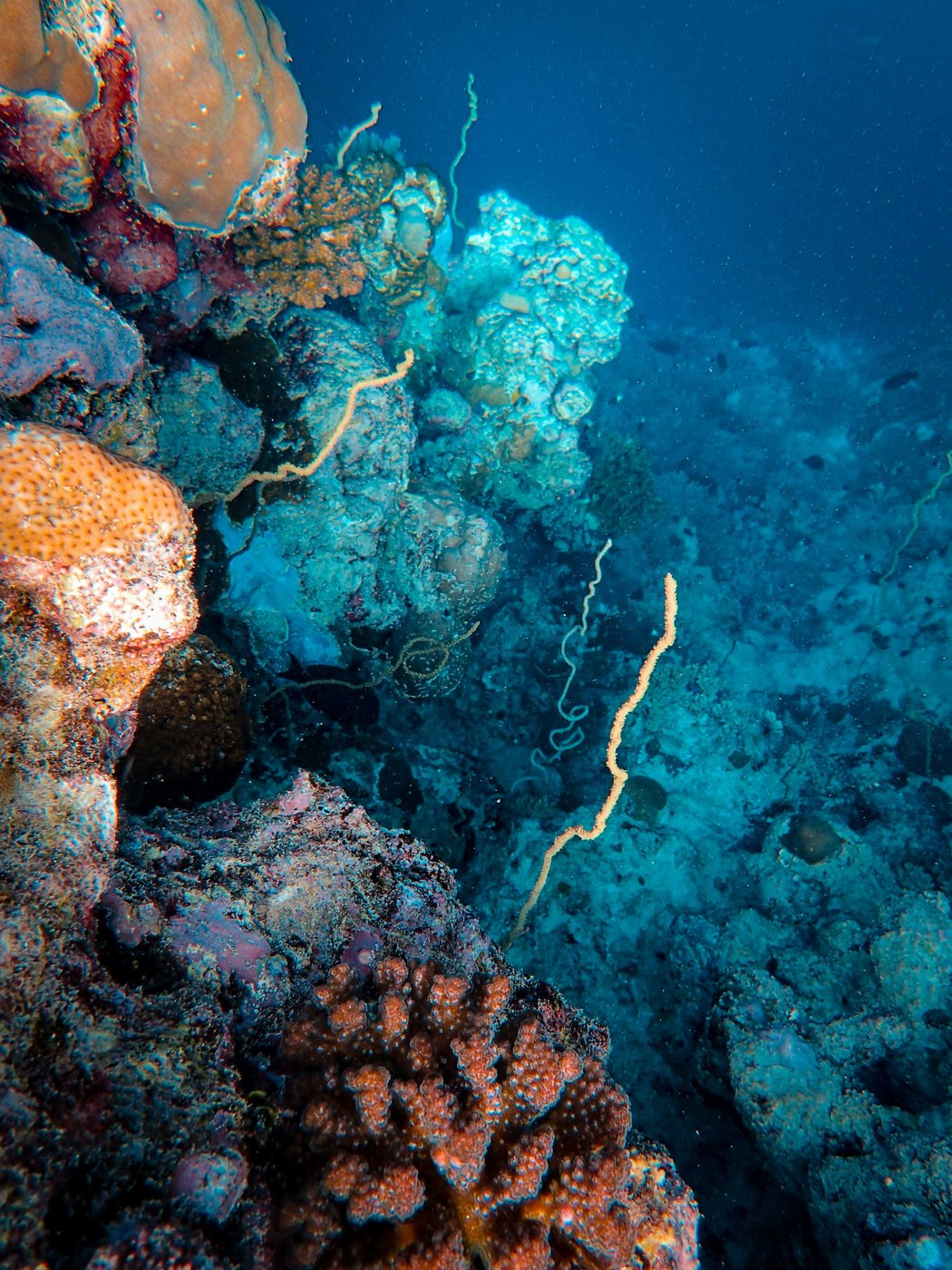 A colourful Red Sea reef