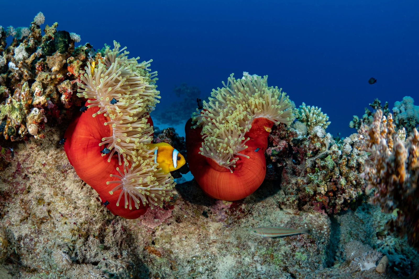 A Red Sea reef