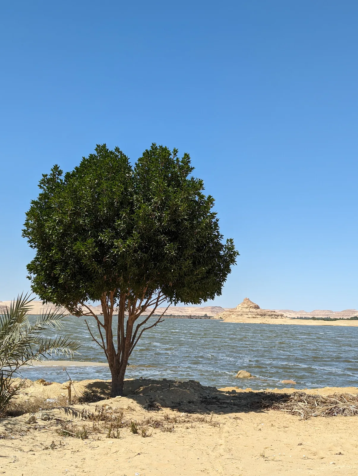 A lone acacia beside a Siwa lake