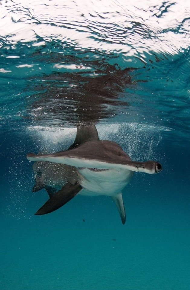 Snorkeling with dolphins