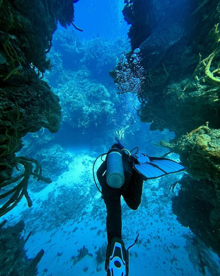Diver meeting fish on a Red Sea reef