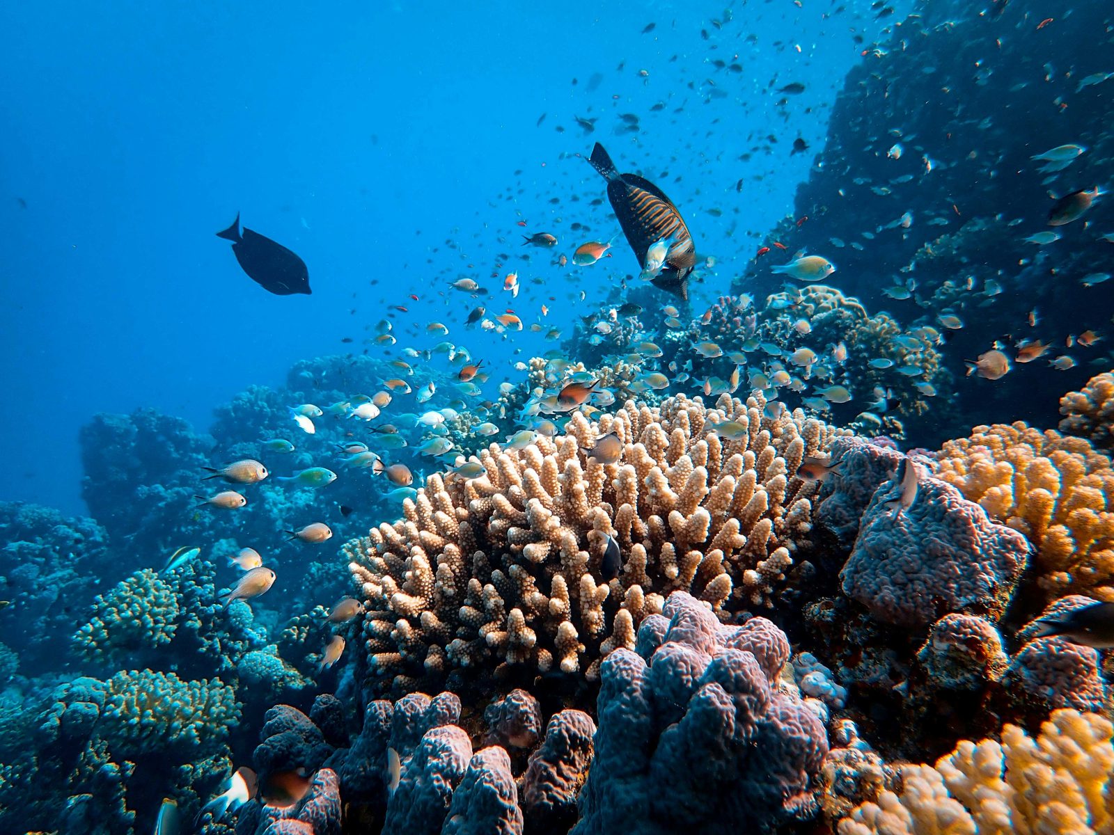 Scuba diving the Red Sea reef Egypt